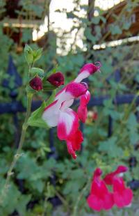 Šalvěj drobnolistá (Salvia microphylla)