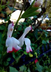 Šalvěj drobnolistá (Salvia microphylla)