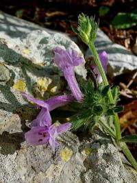 Bukvice lékařská (Betonica officinalis var serotina)