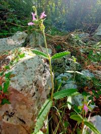 Bukvice lékařská (Betonica officinalis var serotina)