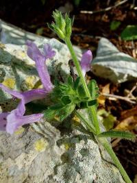 Bukvice lékařská (Betonica officinalis var serotina)