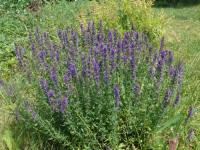 Yzop lékařský (Hyssopus officinalis)