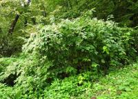 Křídlatka japonská (Reynoutria japonica)