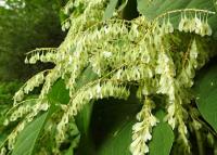 Křídlatka japonská (Reynoutria japonica)