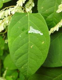 Křídlatka japonská (Reynoutria japonica)