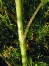 Lupina žlutá (Lupinus luteus)