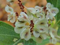 Křídlatka japonská tuhá (Reynoutria japonica var compacta)