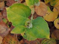 Křídlatka japonská tuhá (Reynoutria japonica var compacta)