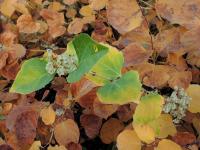 Křídlatka japonská tuhá (Reynoutria japonica var compacta)
