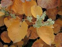 Křídlatka japonská tuhá (Reynoutria japonica var compacta)