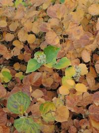 Křídlatka japonská tuhá (Reynoutria japonica var compacta)