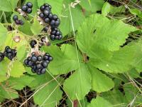 Ostružiník měkký (Rubus mollis)