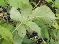 Ostružiník měkký (Rubus mollis)