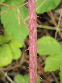 Ostružiník měkký (Rubus mollis)