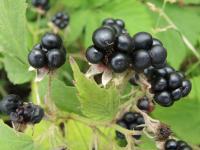 Ostružiník měkký (Rubus mollis)