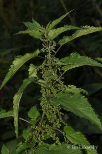 Kopřiva dvoudomá (Urtica dioica)
