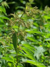 Kopřiva dvoudomá (Urtica dioica)