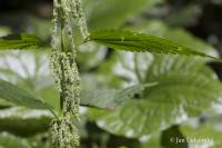 Kopřiva dvoudomá (Urtica dioica)