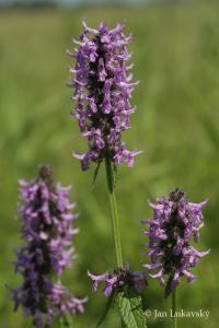 Bukvice lékařská (Betonica officinalis)
