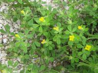 Štírovník jednoletý (Lotus ornithopodioides)