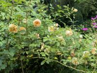 Růže 'Teasing Georgia' - Anglické růže (Rosa)