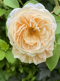 Růže 'Teasing Georgia' - Anglické růže (Rosa)