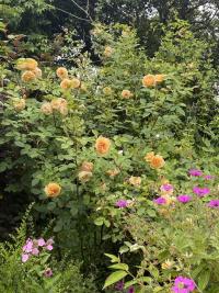 Růže 'Teasing Georgia' - Anglické růže (Rosa)