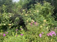 Růže 'Teasing Georgia' - Anglické růže (Rosa)