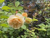 Růže 'Teasing Georgia' - Anglické růže (Rosa)