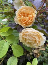 Růže 'Teasing Georgia' - Anglické růže (Rosa)