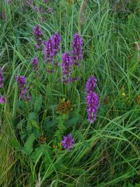 Bukvice lékařská (Betonica officinalis)