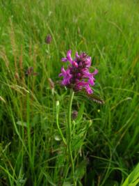 Bukvice lékařská (Betonica officinalis)