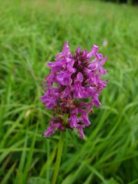 Bukvice lékařská (Betonica officinalis)