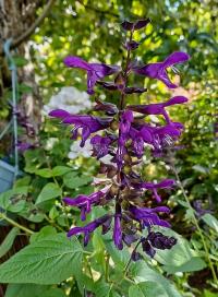 Šalvěj Salgoon 'Lake Blueberry' (Salvia)