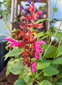Šalvěj Salgoon 'Lake Flamingo' (Salvia)