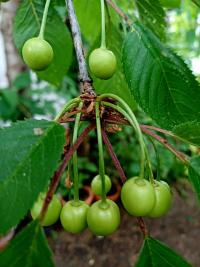 Třešeň ptačí 'Kasandra' (Prunus avium)
