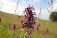 Bukvice lékařská (Betonica officinalis)