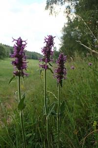 Bukvice lékařská (Betonica officinalis)