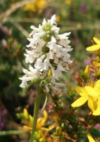 Bukvice lékařská (Betonica officinalis var alba)