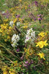 Bukvice lékařská (Betonica officinalis var alba)