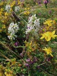 Bukvice lékařská (Betonica officinalis var alba)