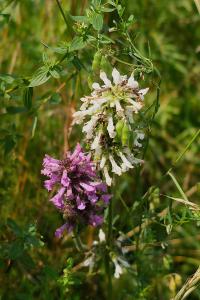 Bukvice lékařská (Betonica officinalis var alba)