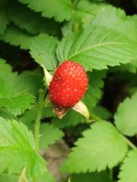 Ostružiník (Rubus rosifolius)