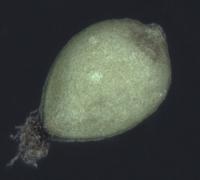 Kopřiva dvoudomá - nažka (Urtica dioica)