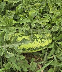 Lubenice obecná 'Dračí vejce' (Citrullus lanatus)