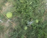 Lubenice obecná 'Early Moonbeam' (Citrullus lanatus)