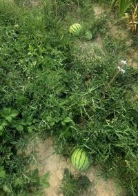 Lubenice obecná 'Early Moonbeam' (Citrullus lanatus)