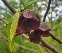 Muďoul trojlaločný (Asimina triloba)