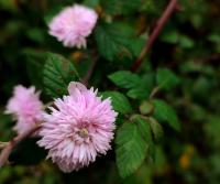 Ostružiník středozemní 'Bellidiflorus' (Rubus ulmifolius)