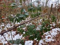 Ostružiník dřípený (Rubus laciniatus)